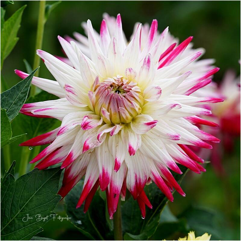 dahlia23-7-2024-1-standard.jpg