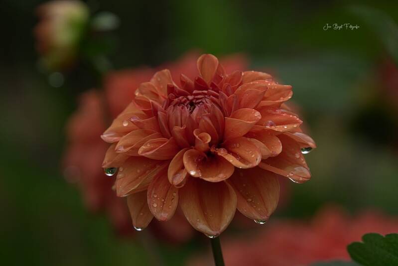 dahlia26-7-2026-2-standard-ioqnkr.jpg