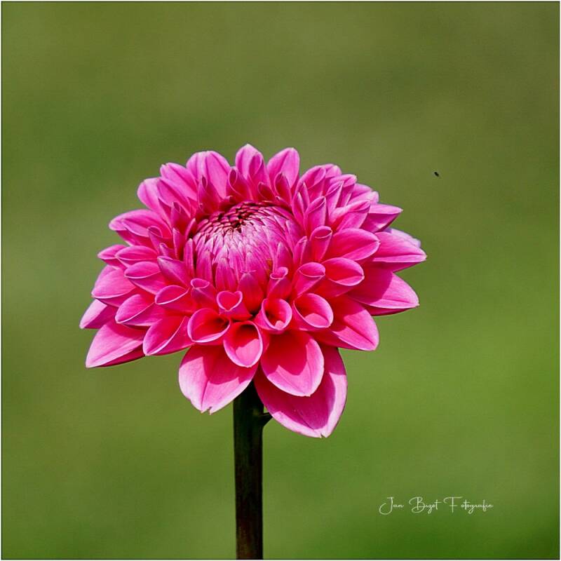 dahlia27-7-2024-1-standard.jpg
