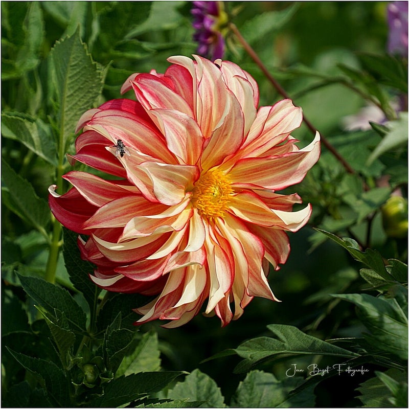 dahlia5-8-2024-8-standard-qh0evi.jpg