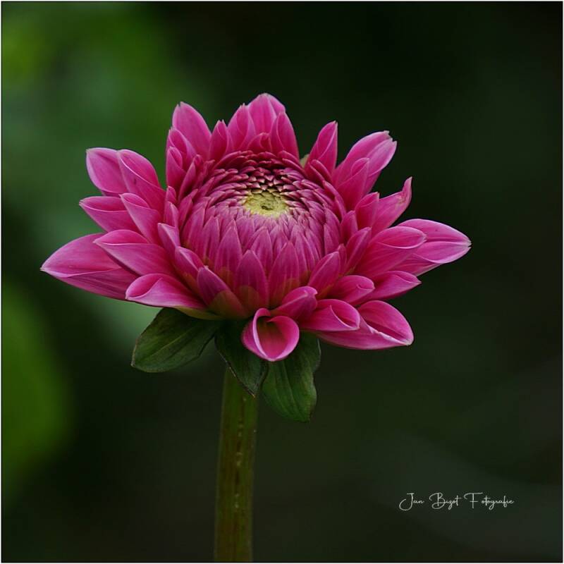 dahlia8-7-2024-2-standard.jpg