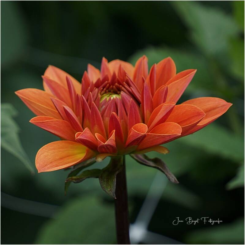 dahlia8-7-2024-5-standard.jpg