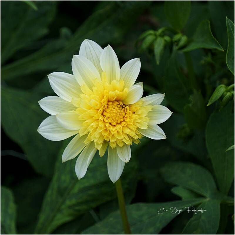 dahlia8-7-2024-6-standard.jpg