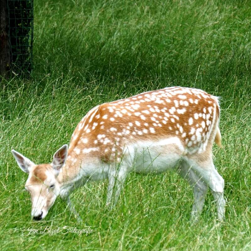damhert2-2.jpg