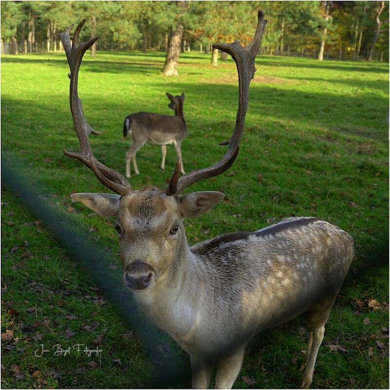damhert8-11-2025-2-standard.jpg