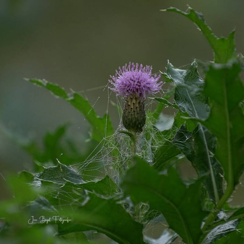 distel28-9-2025-standard.jpg