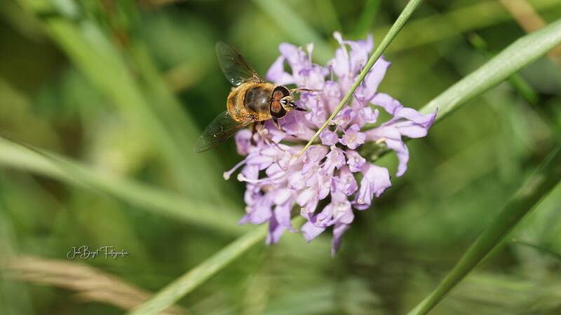 dsc01122-standard-57m4v2.jpg