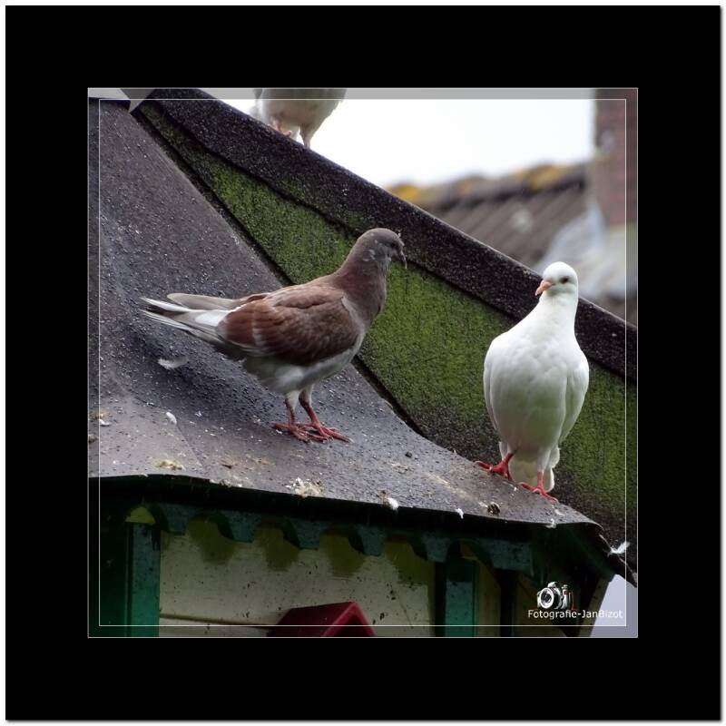 duif22.jpg