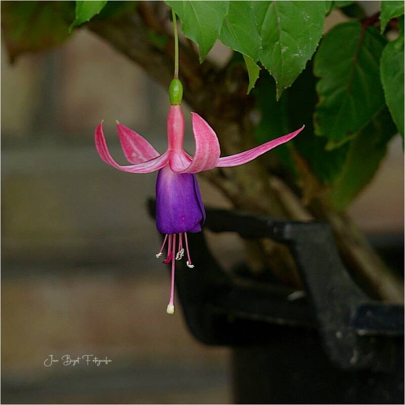 fuchsia3-8-2025-2-standard-pzqgzm.jpg