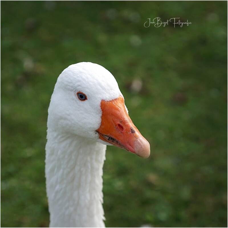 gans-7-10-2023-standard.jpg