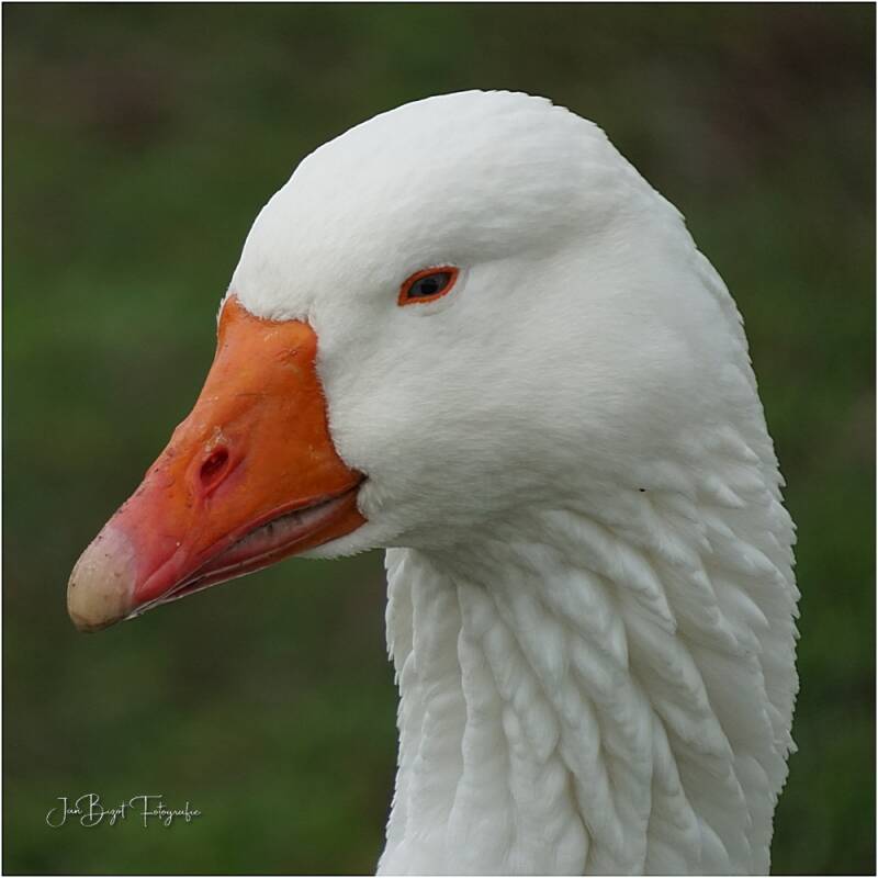 gans4-3-2024-2-standard-jhi2cs.jpg