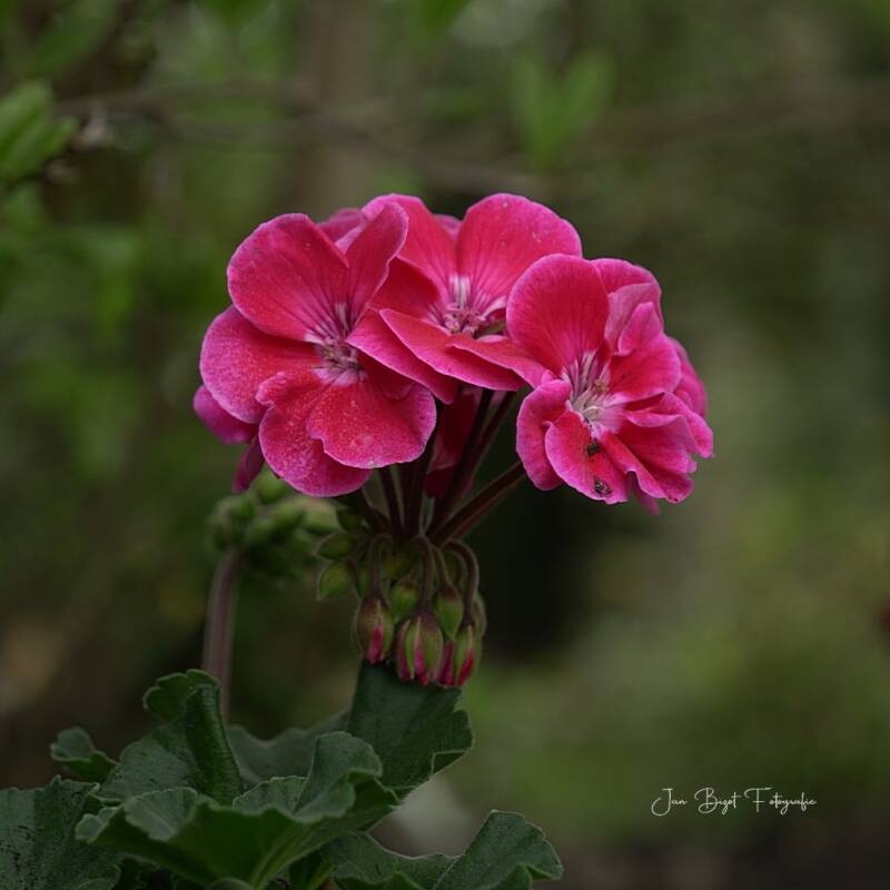 geranium10-5-2026-standard.jpg