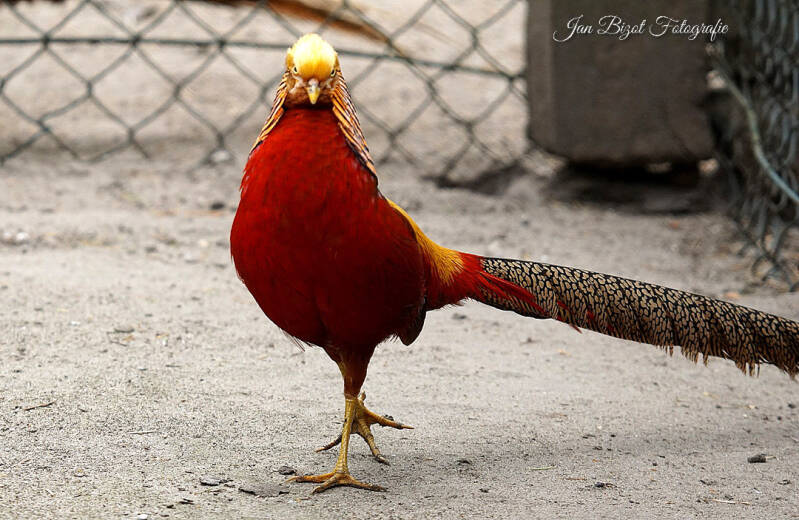 goudfazant6-1.jpg