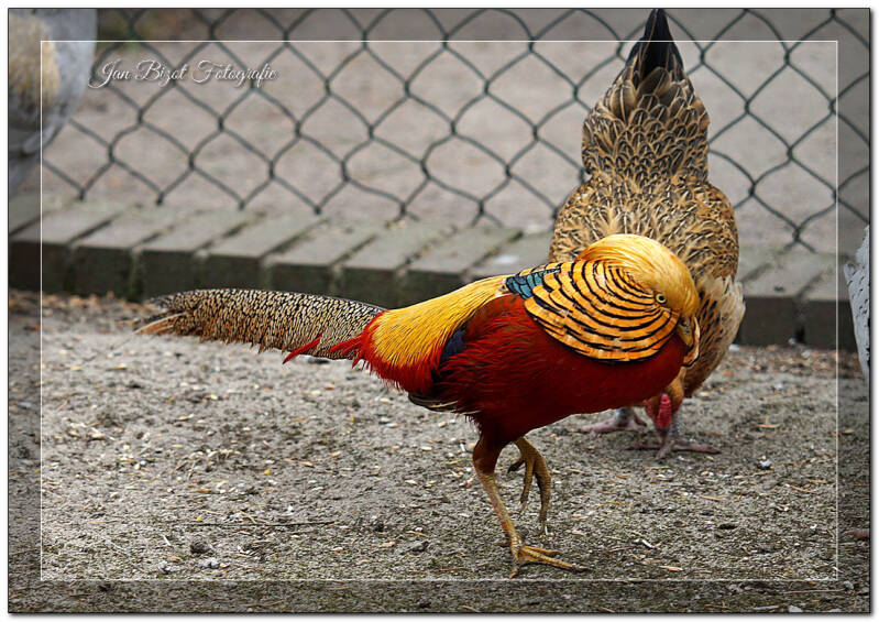 goudfazant8-1.jpg