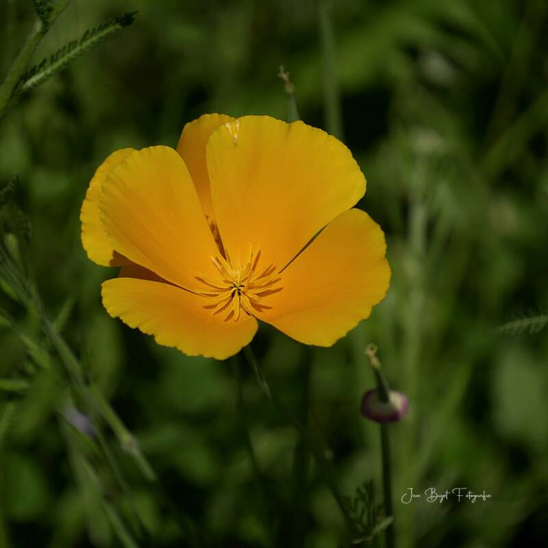 goudpapaver28-5-2026-standard.jpg