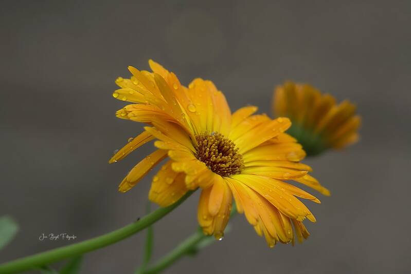 goudsbloem26-7-2026-1-standard-0vse0v.jpg