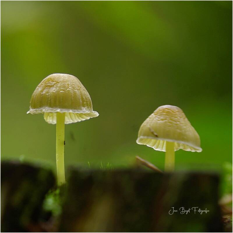 graskleefmycena5-10-2025-1-standard.jpg