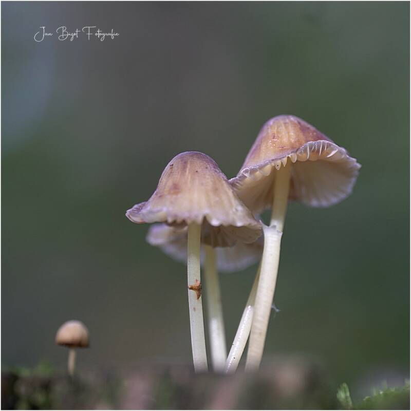 graskleefsteelmycena16-10-2024-standard-d97kks.jpg