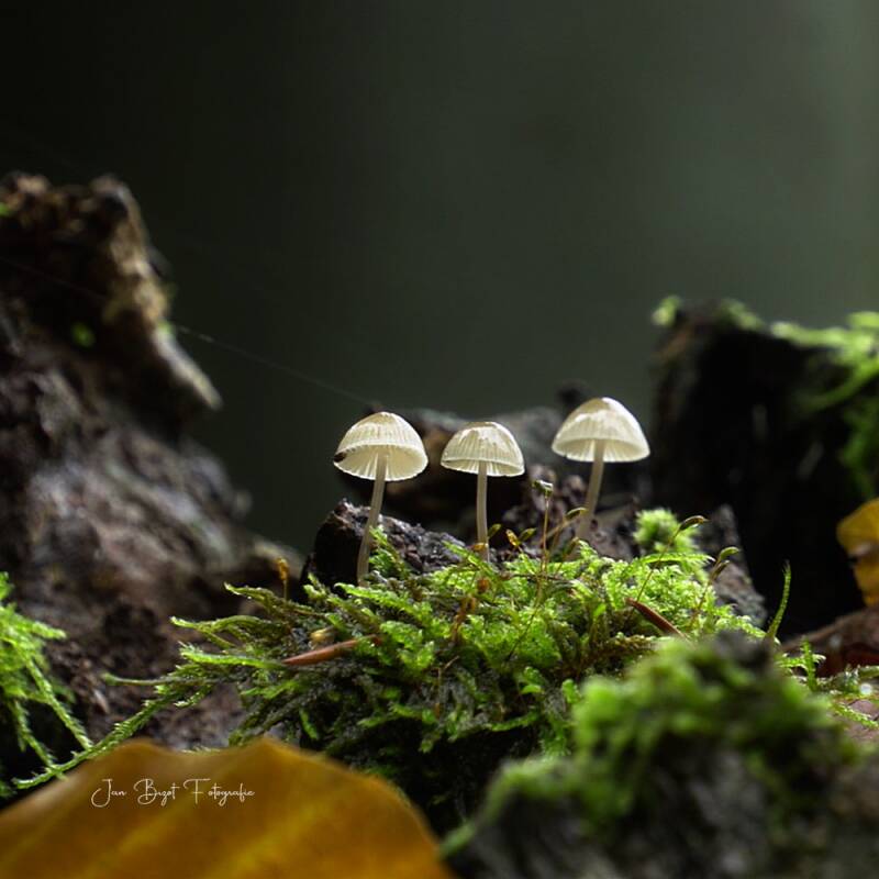 graskleefsteelmycena25-10-2026-3-standard.jpg
