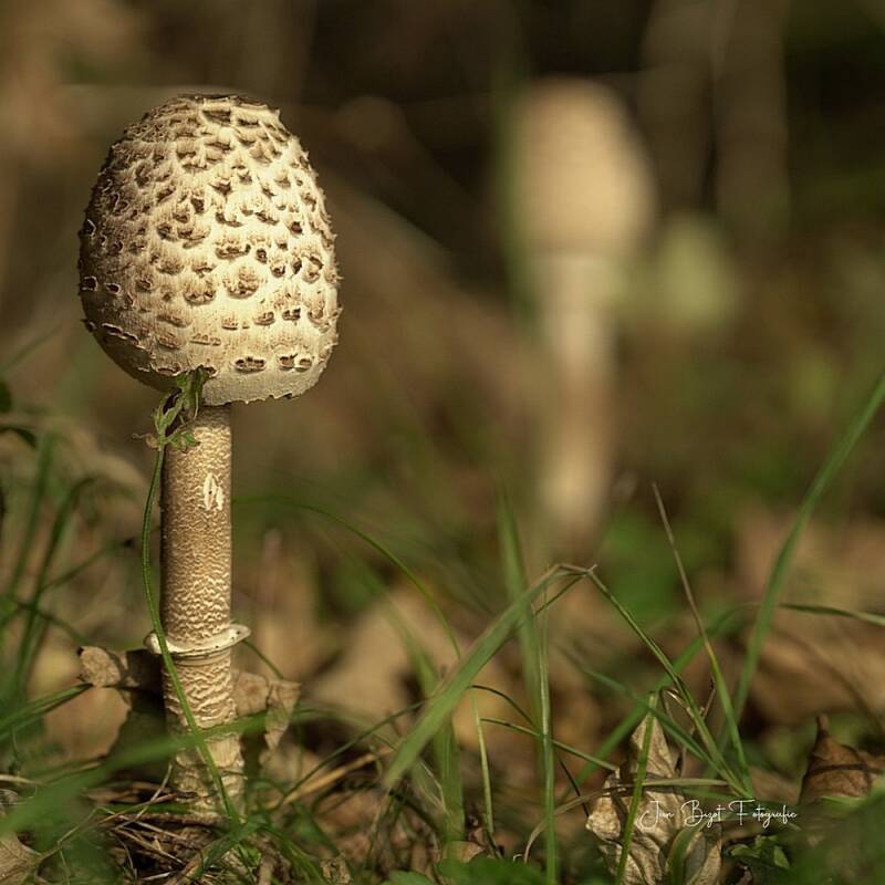 groteparasolzwam29-9-2025-4-standard.jpg