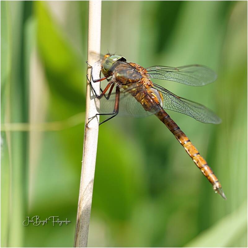 heidelibel-5-standard.jpg