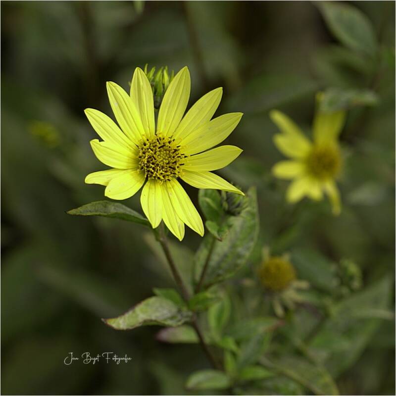 helianthus13-9-2025-standard-tmsak2.jpg
