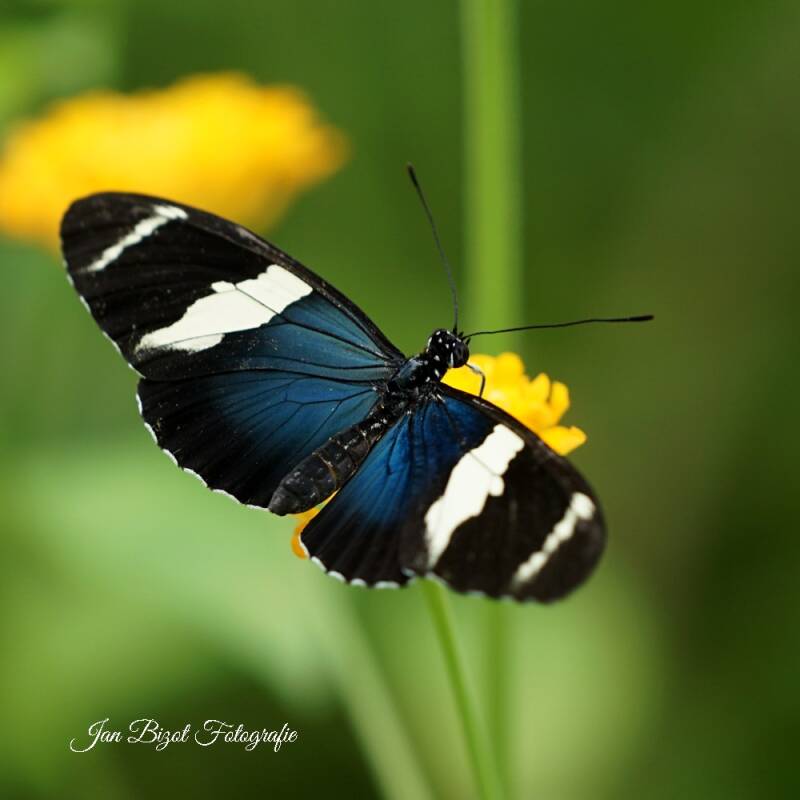 heliconiussara2-11.jpg