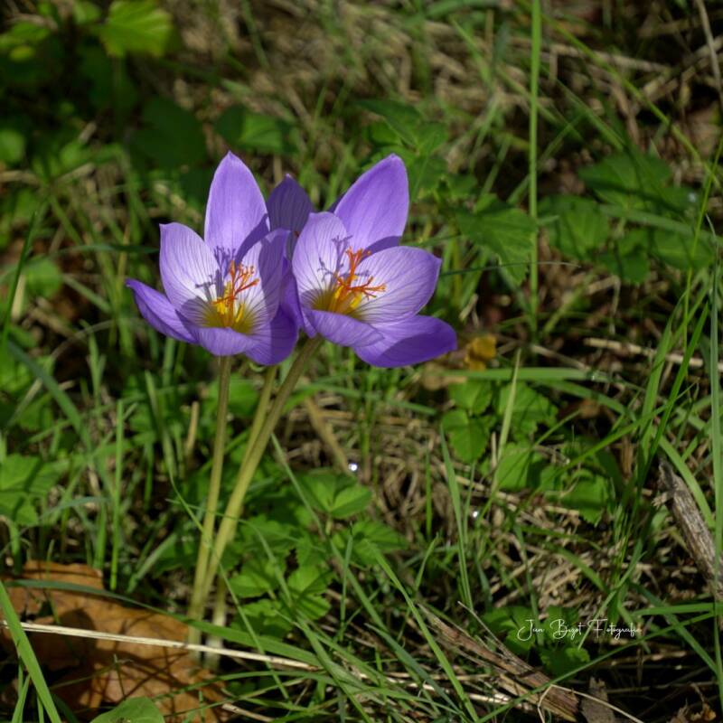 herfstkrokus14-10-2026-1-standard.jpg