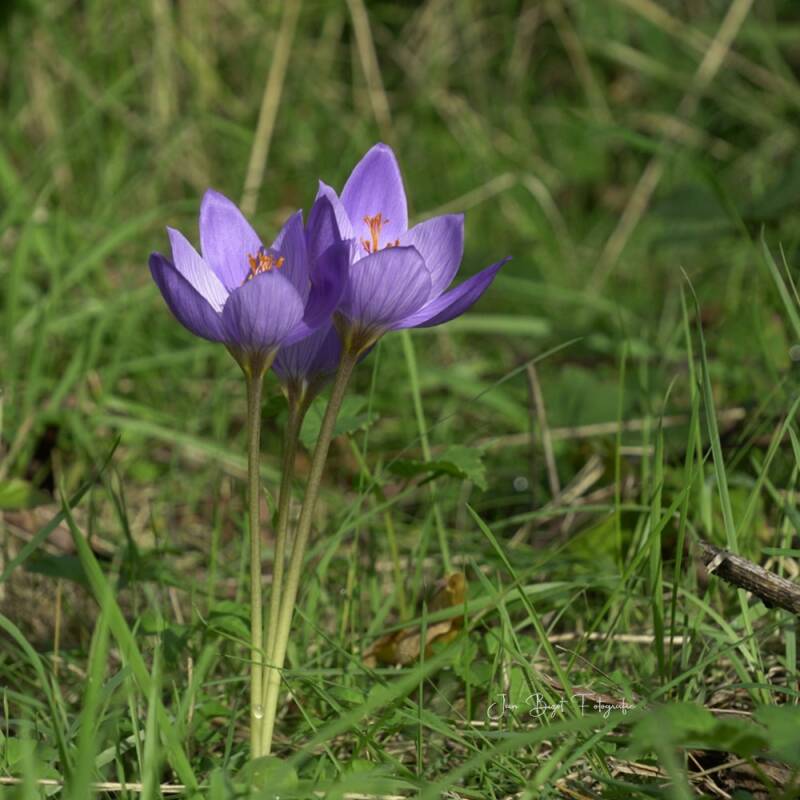 herfstkrokus14-10-2026-2-standard.jpg