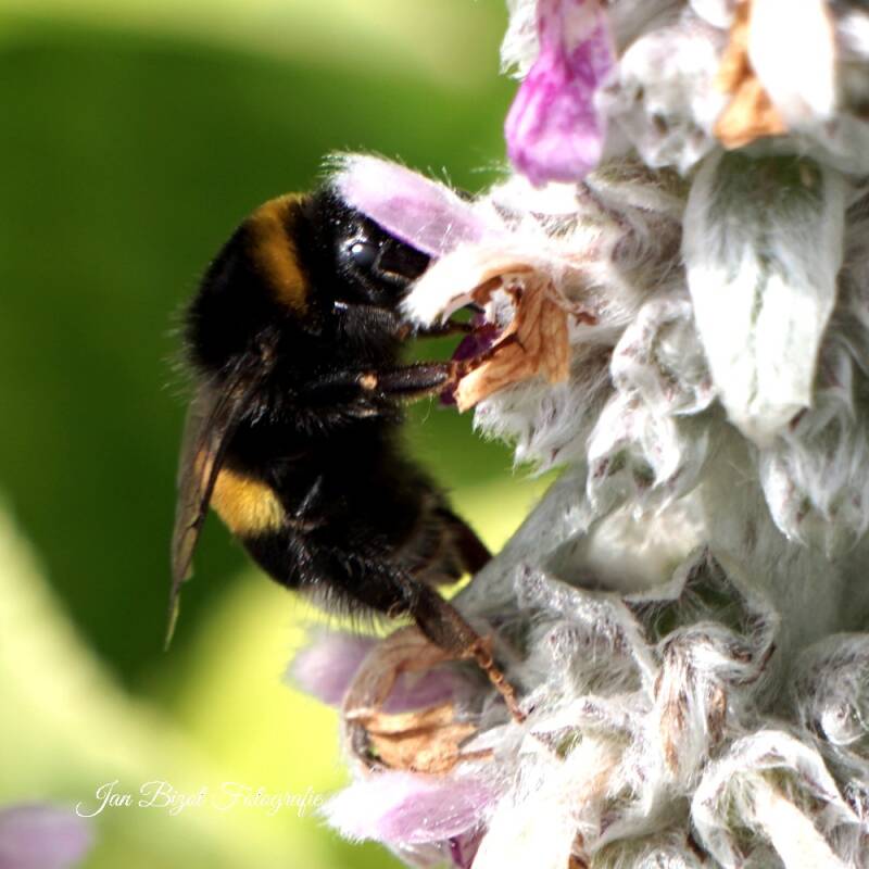 hommel-2.jpg