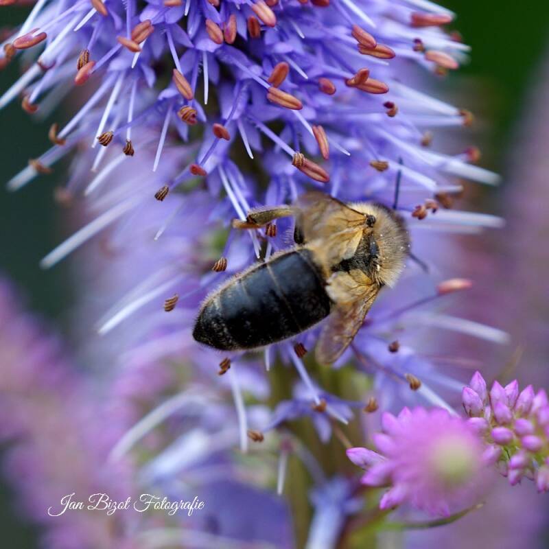 honingbij1.jpg