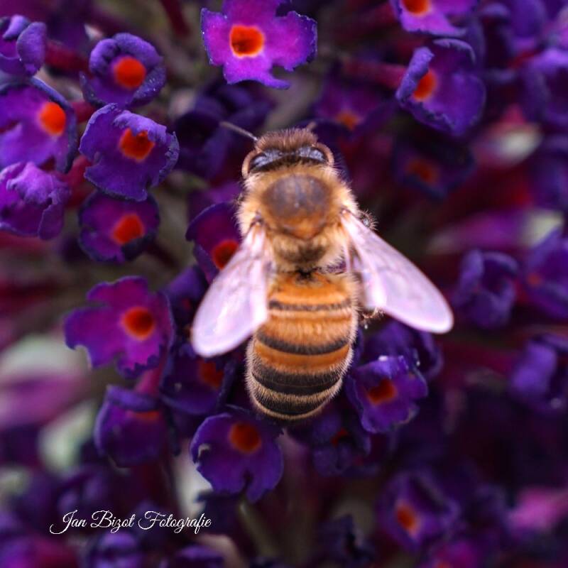 honingbij3.jpg