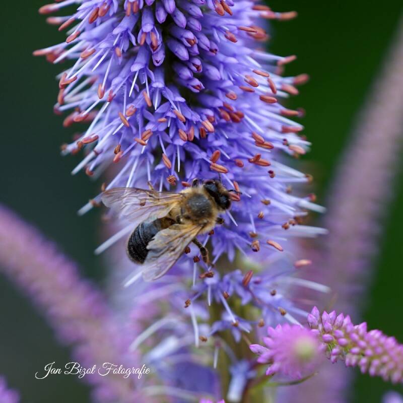 honingbij4.jpg