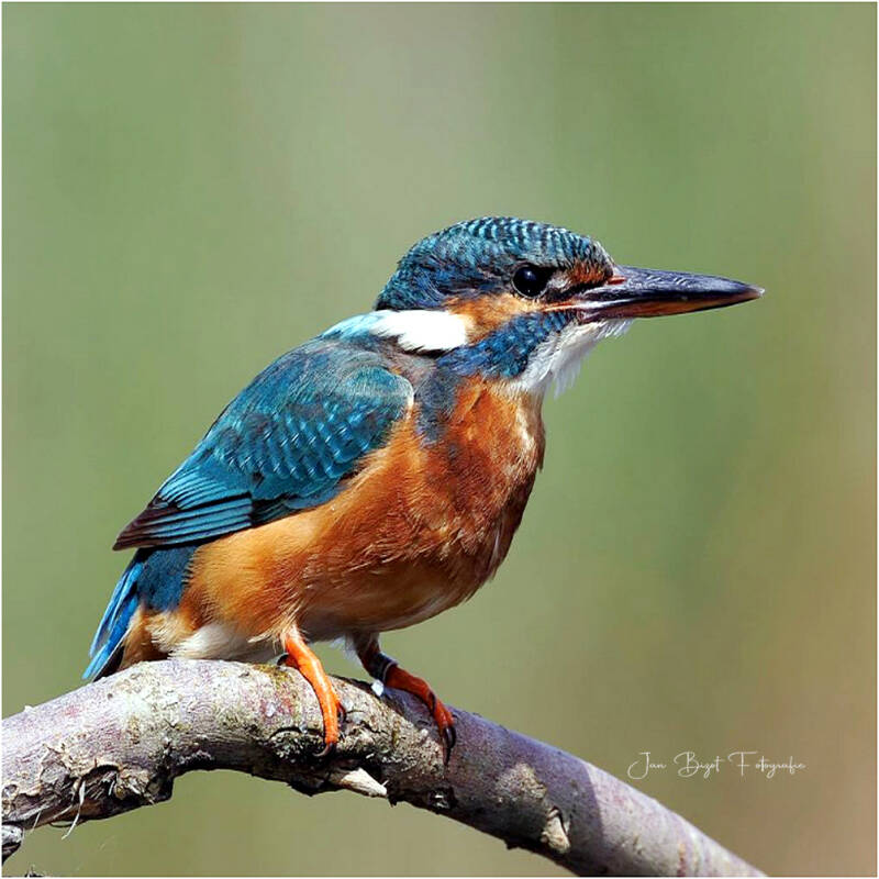 ijsvogel11-8-2024-standard.jpg