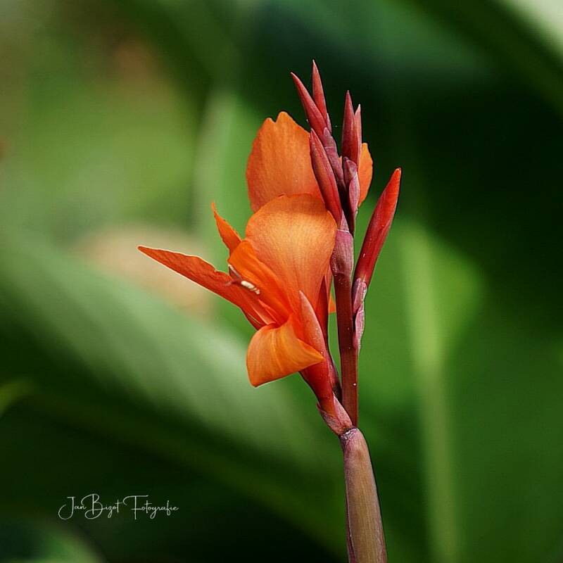 indisch-bloemriet7-10-2023-standard-v9260j.jpg