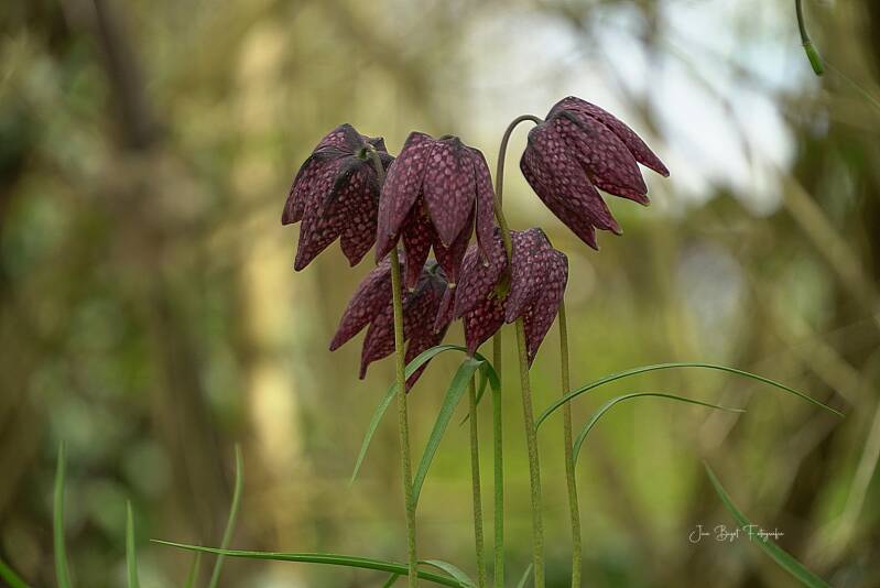 kievietsbloem4-4-2026-1-standard-na1qpl.jpg