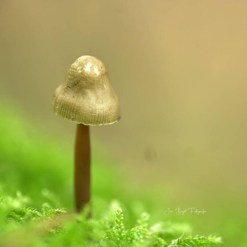 kleefsteelmycena8-10-2026-standard.jpg
