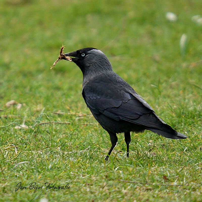 kraai2.jpg