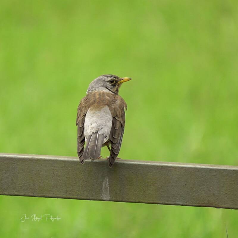 kramsvogel31-5-2026-1-standard.jpg