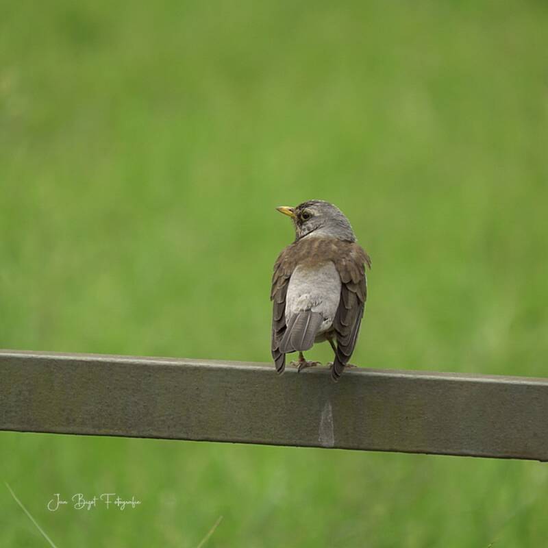 kramsvogel31-5-2026-2-standard.jpg