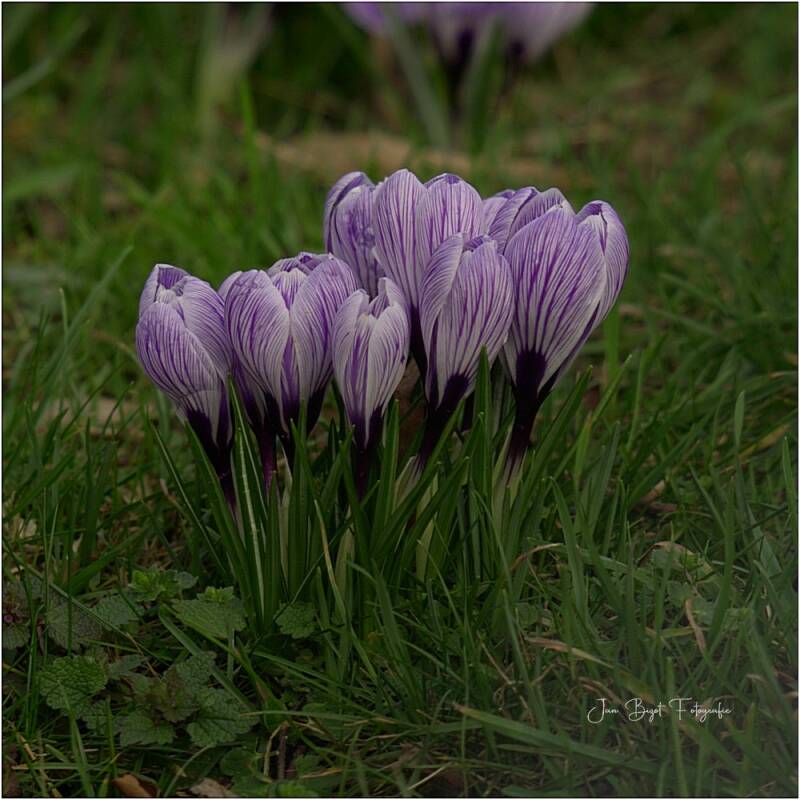 krokus1-3-2026-1-standard-hnu81u.jpg