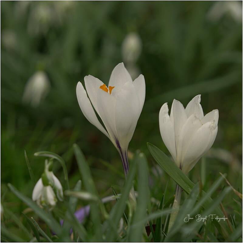 krokus1-3-2026-3-standard.jpg