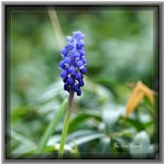 dsc01285-4.jpg