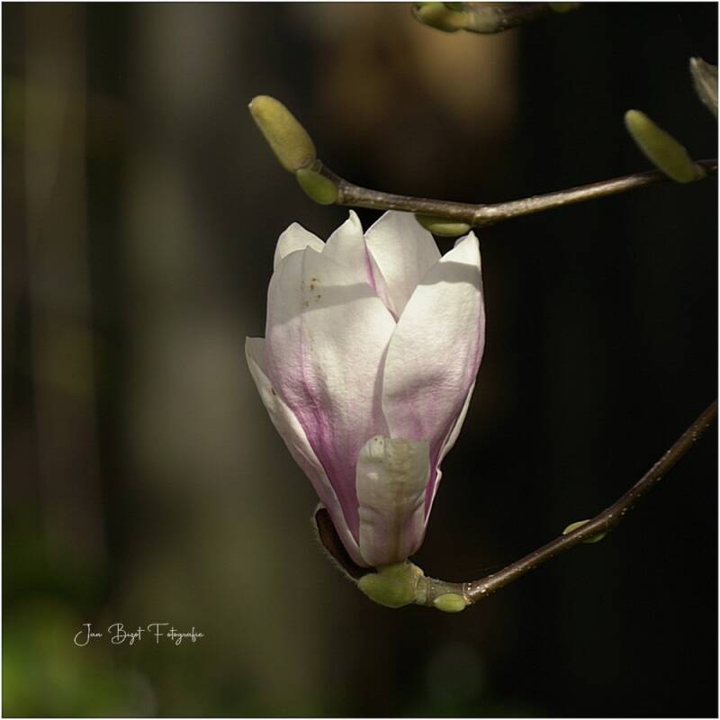 magnolia20-3-2026-3-standard-lwy1i1.jpg