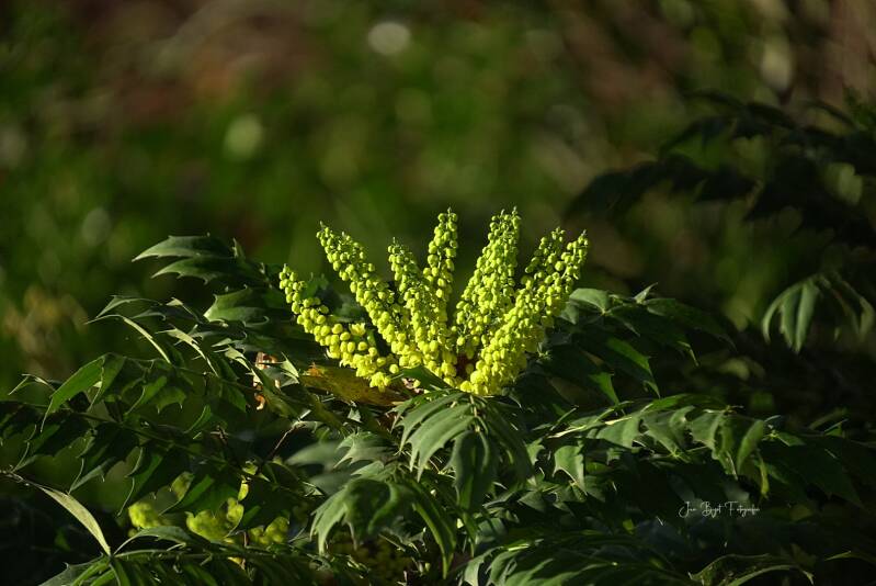 mahonia21-11-2025-standard-rirlf3.jpg