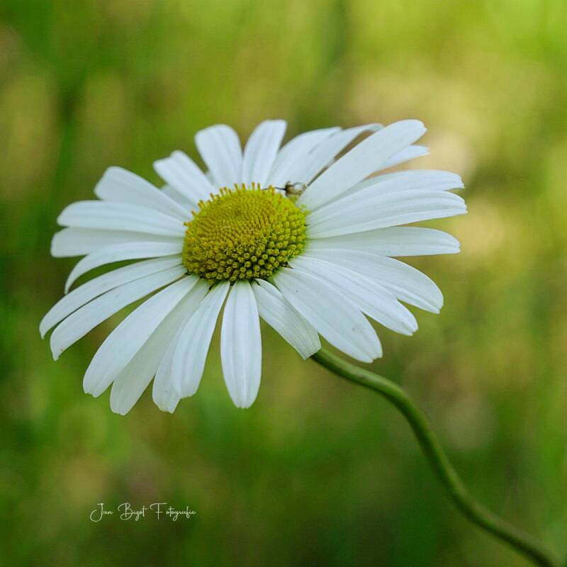 margriet25-5-2026-standard.jpg