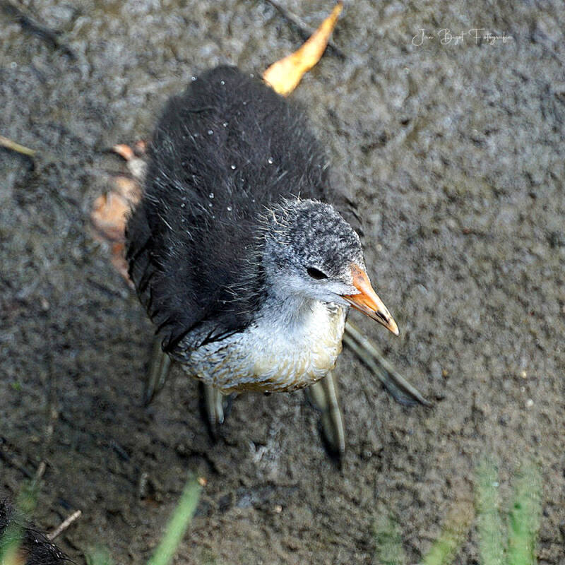 meerkoet28-6-2022-1-standard.jpg