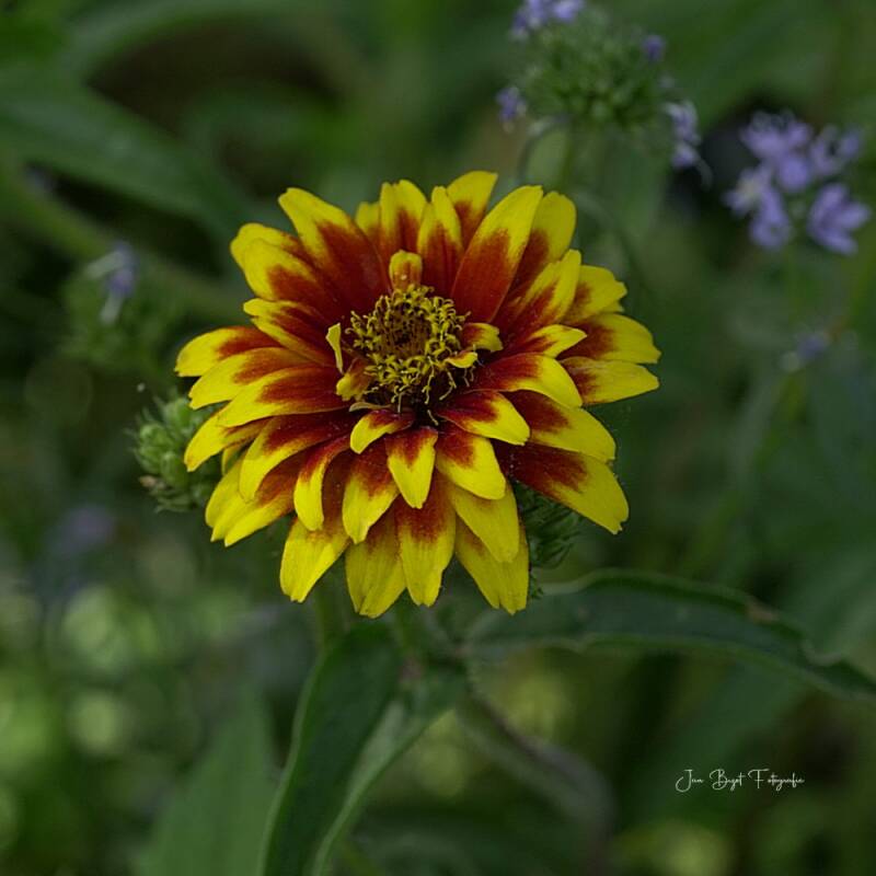mexicaansezinnia6-8-2026-standard.jpg