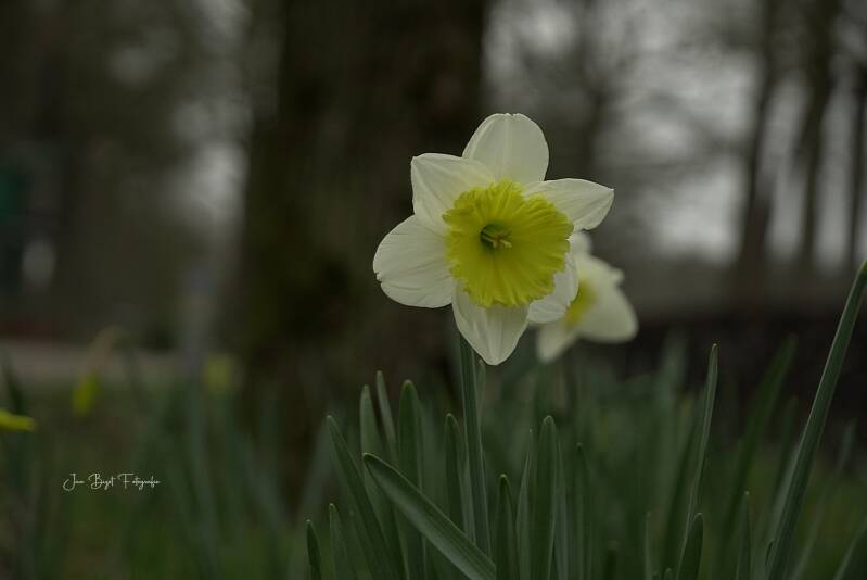 narcis17-3-2026-1-standard.jpg