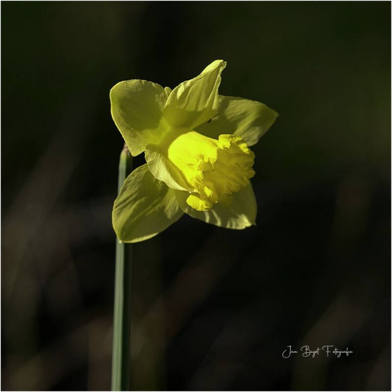 narcis2-3-2026-standard-sjtw7r.jpg
